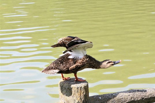 いざ飛び立とうか